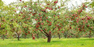 50 Acres Farm Land